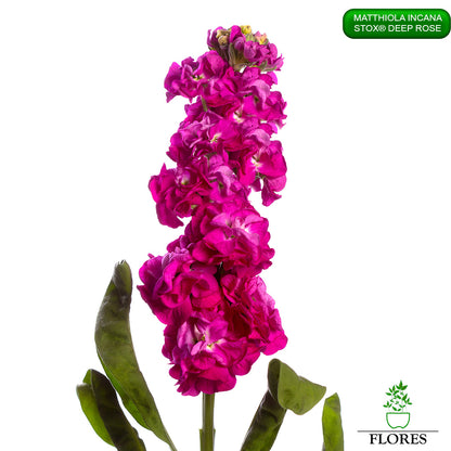 lefkojas,lefkojas vāzē,lefkojas audzēšana,lefkojas sēklas,lefkojas sēj,lefkojas cena,vasaras lefkoja,parastā lefkoja,kā saglabāt lefkojas,kā sēt lefkojas, matiolas,matiolas ziedi,matthiola incana,matthiola seeds,matthiola flower,Matthiola incana Anytime,Matthiola incana Centum,Matthiola incana Iron, kur pirkt lefkojas,lefkojas cena,lefkojas sēklas cena,matiolas sēklas kur pirkt, matiolas sēklas cena, StoX Deep Rose