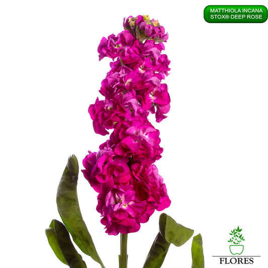 lefkojas,lefkojas vāzē,lefkojas audzēšana,lefkojas sēklas,lefkojas sēj,lefkojas cena,vasaras lefkoja,parastā lefkoja,kā saglabāt lefkojas,kā sēt lefkojas, matiolas,matiolas ziedi,matthiola incana,matthiola seeds,matthiola flower,Matthiola incana Anytime,Matthiola incana Centum,Matthiola incana Iron, kur pirkt lefkojas,lefkojas cena,lefkojas sēklas cena,matiolas sēklas kur pirkt, matiolas sēklas cena, StoX Deep Rose