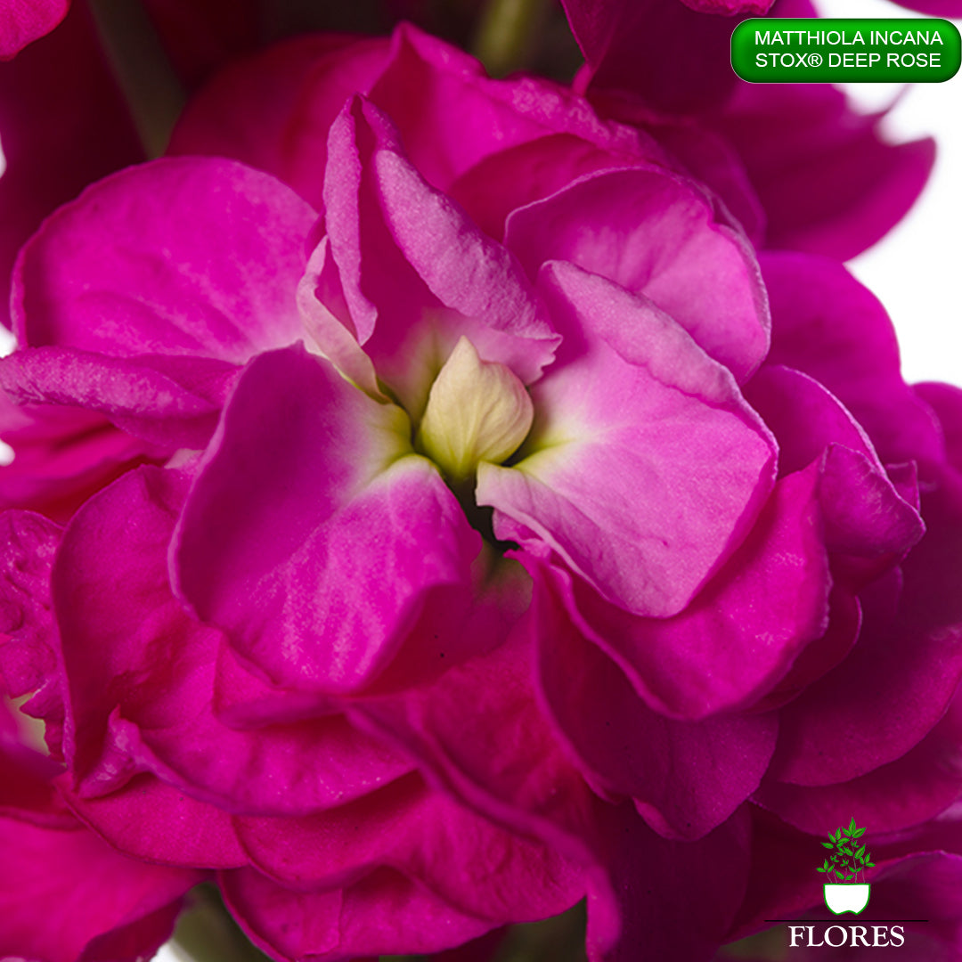 lefkojas,lefkojas vāzē,lefkojas audzēšana,lefkojas sēklas,lefkojas sēj,lefkojas cena,vasaras lefkoja,parastā lefkoja,kā saglabāt lefkojas,kā sēt lefkojas, matiolas,matiolas ziedi,matthiola incana,matthiola seeds,matthiola flower,Matthiola incana Anytime,Matthiola incana Centum,Matthiola incana Iron, kur pirkt lefkojas,lefkojas cena,lefkojas sēklas cena,matiolas sēklas kur pirkt, matiolas sēklas cena, StoX Deep Rose