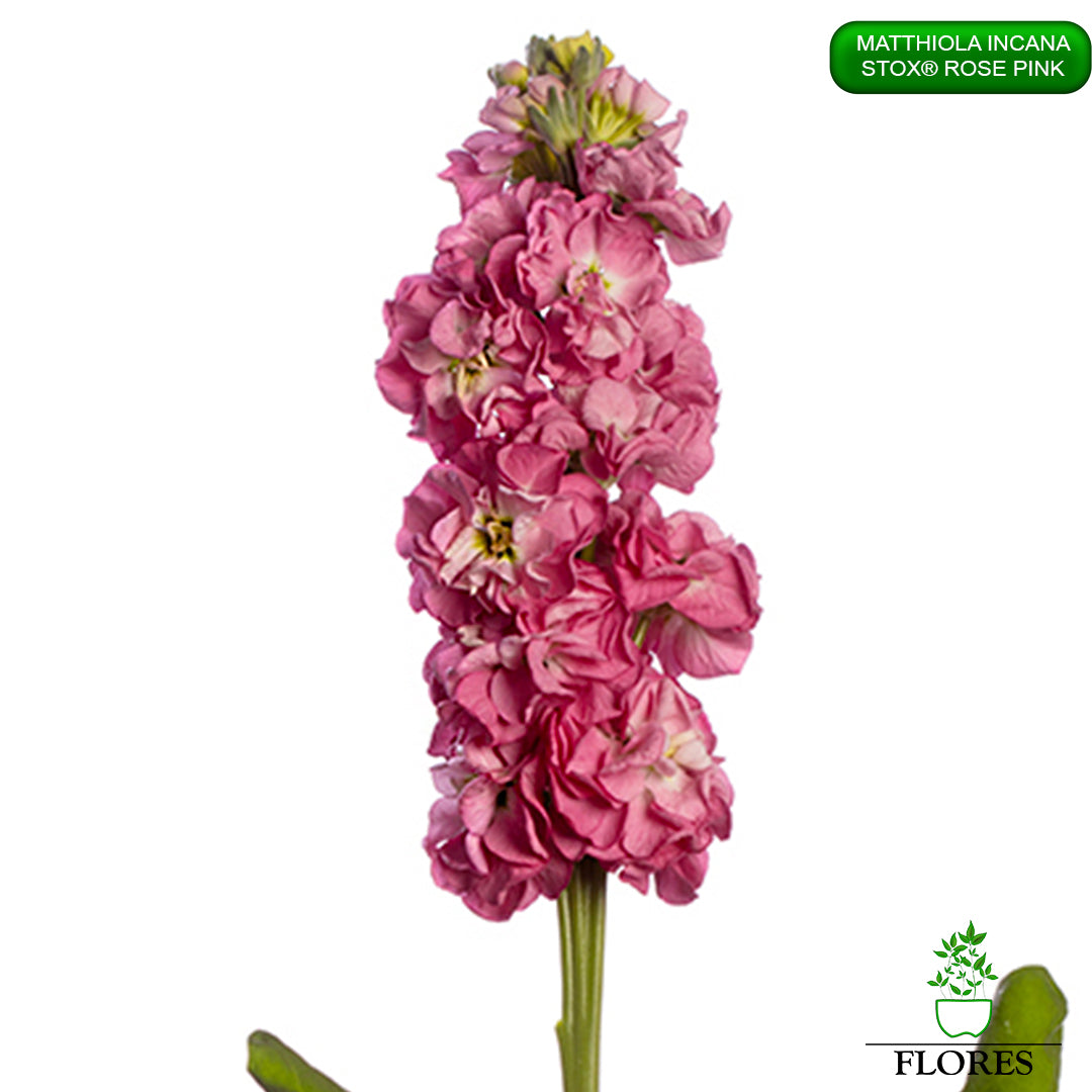 lefkojas,lefkojas vāzē,lefkojas audzēšana,lefkojas sēklas,lefkojas sēj,lefkojas cena,vasaras lefkoja,parastā lefkoja,kā saglabāt lefkojas,kā sēt lefkojas, matiolas,matiolas ziedi,matthiola incana,matthiola seeds,matthiola flower,Matthiola incana Anytime,Matthiola incana Centum,Matthiola incana Iron, kur pirkt lefkojas,lefkojas cena,lefkojas sēklas cena,matiolas sēklas kur pirkt, matiolas sēklas cena, StoX Rose Pink