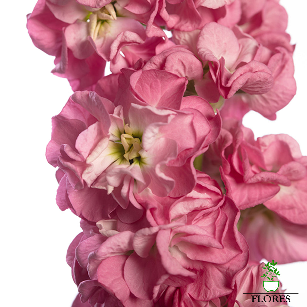 lefkojas,lefkojas vāzē,lefkojas audzēšana,lefkojas sēklas,lefkojas sēj,lefkojas cena,vasaras lefkoja,parastā lefkoja,kā saglabāt lefkojas,kā sēt lefkojas, matiolas,matiolas ziedi,matthiola incana,matthiola seeds,matthiola flower,Matthiola incana Anytime,Matthiola incana Centum,Matthiola incana Iron, kur pirkt lefkojas,lefkojas cena,lefkojas sēklas cena,matiolas sēklas kur pirkt, matiolas sēklas cena, StoX Rose Pink