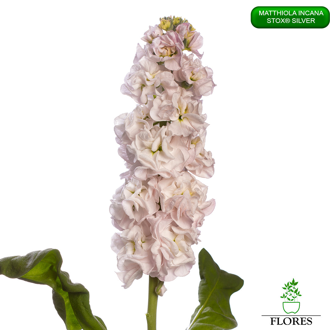 lefkojas,lefkojas vāzē,lefkojas audzēšana,lefkojas sēklas,lefkojas sēj,lefkojas cena,vasaras lefkoja,parastā lefkoja,kā saglabāt lefkojas,kā sēt lefkojas, matiolas,matiolas ziedi,matthiola incana,matthiola seeds,matthiola flower,Matthiola incana Anytime,Matthiola incana Centum,Matthiola incana Iron, kur pirkt lefkojas,lefkojas cena,lefkojas sēklas cena,matiolas sēklas kur pirkt, matiolas sēklas cena, StoX Silver