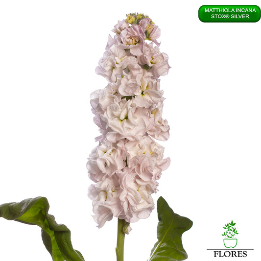 lefkojas,lefkojas vāzē,lefkojas audzēšana,lefkojas sēklas,lefkojas sēj,lefkojas cena,vasaras lefkoja,parastā lefkoja,kā saglabāt lefkojas,kā sēt lefkojas, matiolas,matiolas ziedi,matthiola incana,matthiola seeds,matthiola flower,Matthiola incana Anytime,Matthiola incana Centum,Matthiola incana Iron, kur pirkt lefkojas,lefkojas cena,lefkojas sēklas cena,matiolas sēklas kur pirkt, matiolas sēklas cena, StoX Silver