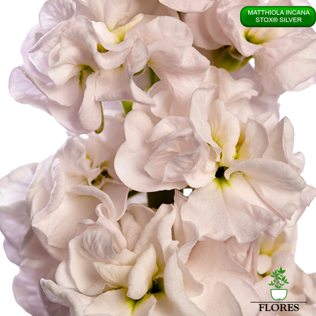 lefkojas,lefkojas vāzē,lefkojas audzēšana,lefkojas sēklas,lefkojas sēj,lefkojas cena,vasaras lefkoja,parastā lefkoja,kā saglabāt lefkojas,kā sēt lefkojas, matiolas,matiolas ziedi,matthiola incana,matthiola seeds,matthiola flower,Matthiola incana Anytime,Matthiola incana Centum,Matthiola incana Iron, kur pirkt lefkojas,lefkojas cena,lefkojas sēklas cena,matiolas sēklas kur pirkt, matiolas sēklas cena, StoX Silver