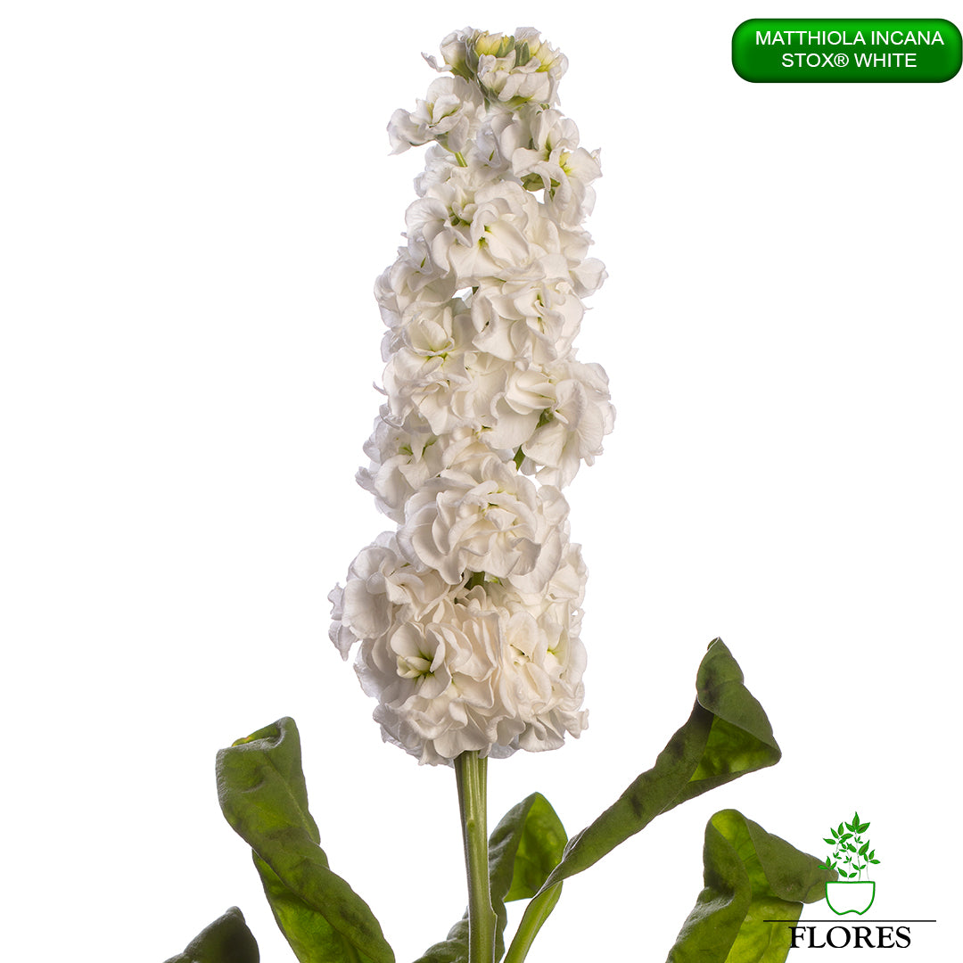 lefkojas,lefkojas vāzē,lefkojas audzēšana,lefkojas sēklas,lefkojas sēj,lefkojas cena,vasaras lefkoja,parastā lefkoja,kā saglabāt lefkojas,kā sēt lefkojas, matiolas,matiolas ziedi,matthiola incana,matthiola seeds,matthiola flower,Matthiola incana Anytime,Matthiola incana Centum,Matthiola incana Iron, kur pirkt lefkojas,lefkojas cena,lefkojas sēklas cena,matiolas sēklas kur pirkt, matiolas sēklas cena, StoX White