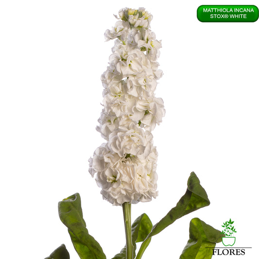 lefkojas,lefkojas vāzē,lefkojas audzēšana,lefkojas sēklas,lefkojas sēj,lefkojas cena,vasaras lefkoja,parastā lefkoja,kā saglabāt lefkojas,kā sēt lefkojas, matiolas,matiolas ziedi,matthiola incana,matthiola seeds,matthiola flower,Matthiola incana Anytime,Matthiola incana Centum,Matthiola incana Iron, kur pirkt lefkojas,lefkojas cena,lefkojas sēklas cena,matiolas sēklas kur pirkt, matiolas sēklas cena, StoX White