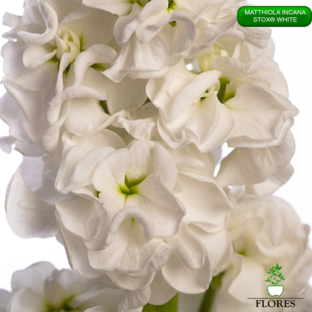 lefkojas,lefkojas vāzē,lefkojas audzēšana,lefkojas sēklas,lefkojas sēj,lefkojas cena,vasaras lefkoja,parastā lefkoja,kā saglabāt lefkojas,kā sēt lefkojas, matiolas,matiolas ziedi,matthiola incana,matthiola seeds,matthiola flower,Matthiola incana Anytime,Matthiola incana Centum,Matthiola incana Iron, kur pirkt lefkojas,lefkojas cena,lefkojas sēklas cena,matiolas sēklas kur pirkt, matiolas sēklas cena, StoX White