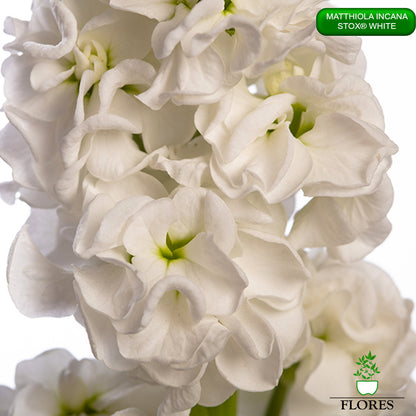 lefkojas,lefkojas vāzē,lefkojas audzēšana,lefkojas sēklas,lefkojas sēj,lefkojas cena,vasaras lefkoja,parastā lefkoja,kā saglabāt lefkojas,kā sēt lefkojas, matiolas,matiolas ziedi,matthiola incana,matthiola seeds,matthiola flower,Matthiola incana Anytime,Matthiola incana Centum,Matthiola incana Iron, kur pirkt lefkojas,lefkojas cena,lefkojas sēklas cena,matiolas sēklas kur pirkt, matiolas sēklas cena, StoX White