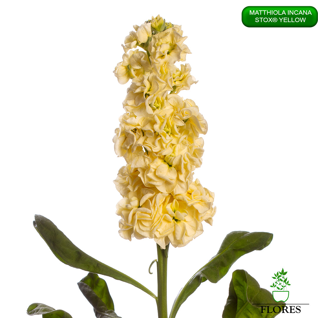 lefkojas,lefkojas vāzē,lefkojas audzēšana,lefkojas sēklas,lefkojas sēj,lefkojas cena,vasaras lefkoja,parastā lefkoja,kā saglabāt lefkojas,kā sēt lefkojas, matiolas,matiolas ziedi,matthiola incana,matthiola seeds,matthiola flower,Matthiola incana Anytime,Matthiola incana Centum,Matthiola incana Iron, kur pirkt lefkojas,lefkojas cena,lefkojas sēklas cena,matiolas sēklas kur pirkt, matiolas sēklas cena, StoX Yellow