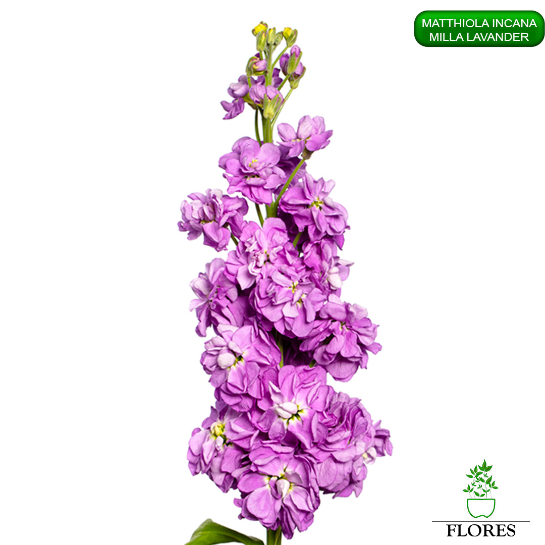 lefkojas,lefkojas vāzē,lefkojas audzēšana,lefkojas sēklas,lefkojas sēj,lefkojas cena,vasaras lefkoja,parastā lefkoja,kā saglabāt lefkojas,kā sēt lefkojas, matiolas,matiolas ziedi,matthiola incana,matthiola seeds,matthiola flower,Matthiola incana Anytime,Matthiola incana Centum,Matthiola incana Iron, kur pirkt lefkojas,lefkojas cena,lefkojas sēklas cena,matiolas sēklas kur pirkt, matiolas sēklas cena, milla lavander