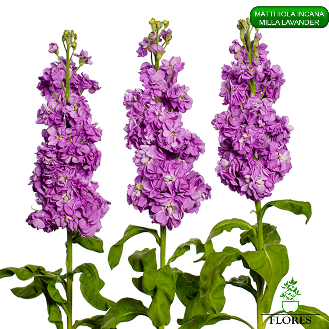 lefkojas,lefkojas vāzē,lefkojas audzēšana,lefkojas sēklas,lefkojas sēj,lefkojas cena,vasaras lefkoja,parastā lefkoja,kā saglabāt lefkojas,kā sēt lefkojas, matiolas,matiolas ziedi,matthiola incana,matthiola seeds,matthiola flower,Matthiola incana Anytime,Matthiola incana Centum,Matthiola incana Iron, kur pirkt lefkojas,lefkojas cena,lefkojas sēklas cena,matiolas sēklas kur pirkt, matiolas sēklas cena, milla lavander