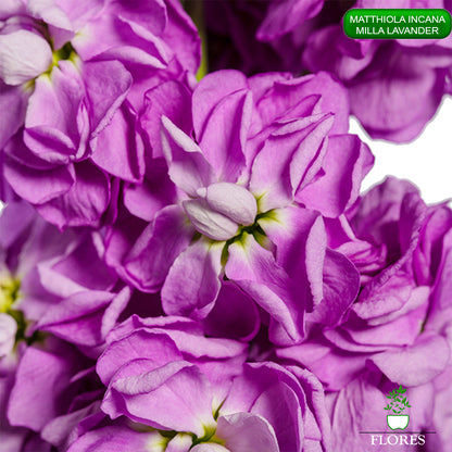 lefkojas,lefkojas vāzē,lefkojas audzēšana,lefkojas sēklas,lefkojas sēj,lefkojas cena,vasaras lefkoja,parastā lefkoja,kā saglabāt lefkojas,kā sēt lefkojas, matiolas,matiolas ziedi,matthiola incana,matthiola seeds,matthiola flower,Matthiola incana Anytime,Matthiola incana Centum,Matthiola incana Iron, kur pirkt lefkojas,lefkojas cena,lefkojas sēklas cena,matiolas sēklas kur pirkt, matiolas sēklas cena, milla lavander