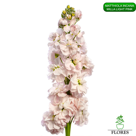 lefkojas,lefkojas vāzē,lefkojas audzēšana,lefkojas sēklas,lefkojas sēj,lefkojas cena,vasaras lefkoja,parastā lefkoja,kā saglabāt lefkojas,kā sēt lefkojas, matiolas,matiolas ziedi,matthiola incana,matthiola seeds,matthiola flower,Matthiola incana Anytime,Matthiola incana Centum,Matthiola incana Iron, kur pirkt lefkojas,lefkojas cena,lefkojas sēklas cena,matiolas sēklas kur pirkt, matiolas sēklas cena, milla light pink