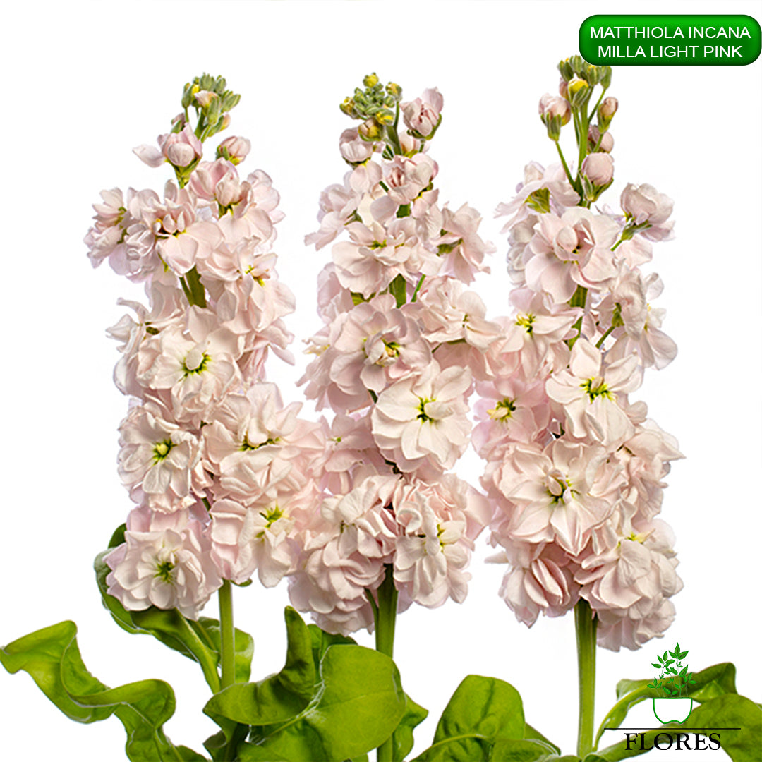 lefkojas,lefkojas vāzē,lefkojas audzēšana,lefkojas sēklas,lefkojas sēj,lefkojas cena,vasaras lefkoja,parastā lefkoja,kā saglabāt lefkojas,kā sēt lefkojas, matiolas,matiolas ziedi,matthiola incana,matthiola seeds,matthiola flower,Matthiola incana Anytime,Matthiola incana Centum,Matthiola incana Iron, kur pirkt lefkojas,lefkojas cena,lefkojas sēklas cena,matiolas sēklas kur pirkt, matiolas sēklas cena, milla light pink