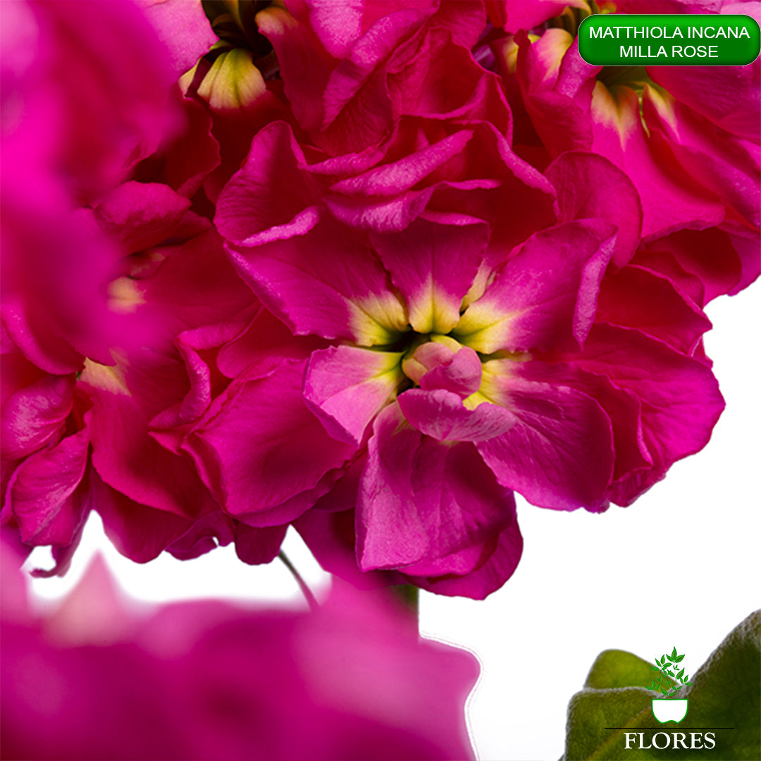 lefkojas,lefkojas vāzē,lefkojas audzēšana,lefkojas sēklas,lefkojas sēj,lefkojas cena,vasaras lefkoja,parastā lefkoja,kā saglabāt lefkojas,kā sēt lefkojas, matiolas,matiolas ziedi,matthiola incana,matthiola seeds,matthiola flower,Matthiola incana Anytime,Matthiola incana Centum,Matthiola incana Iron, kur pirkt lefkojas,lefkojas cena,lefkojas sēklas cena,matiolas sēklas kur pirkt, matiolas sēklas cena, milla rose