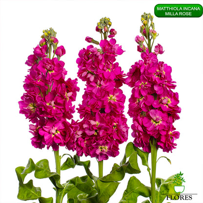 lefkojas,lefkojas vāzē,lefkojas audzēšana,lefkojas sēklas,lefkojas sēj,lefkojas cena,vasaras lefkoja,parastā lefkoja,kā saglabāt lefkojas,kā sēt lefkojas, matiolas,matiolas ziedi,matthiola incana,matthiola seeds,matthiola flower,Matthiola incana Anytime,Matthiola incana Centum,Matthiola incana Iron, kur pirkt lefkojas,lefkojas cena,lefkojas sēklas cena,matiolas sēklas kur pirkt, matiolas sēklas cena, milla rose