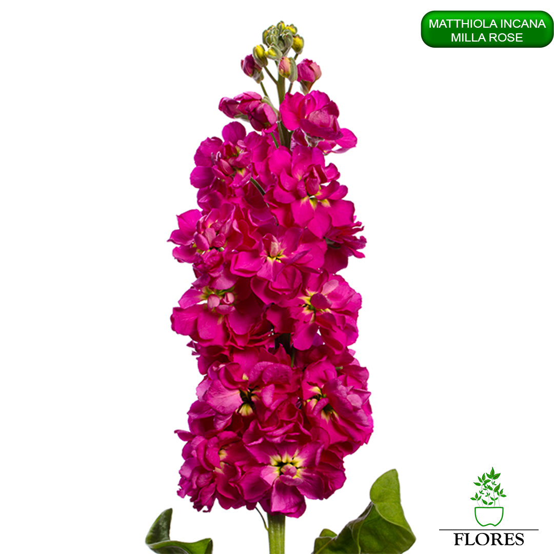 lefkojas,lefkojas vāzē,lefkojas audzēšana,lefkojas sēklas,lefkojas sēj,lefkojas cena,vasaras lefkoja,parastā lefkoja,kā saglabāt lefkojas,kā sēt lefkojas, matiolas,matiolas ziedi,matthiola incana,matthiola seeds,matthiola flower,Matthiola incana Anytime,Matthiola incana Centum,Matthiola incana Iron, kur pirkt lefkojas,lefkojas cena,lefkojas sēklas cena,matiolas sēklas kur pirkt, matiolas sēklas cena, milla rose