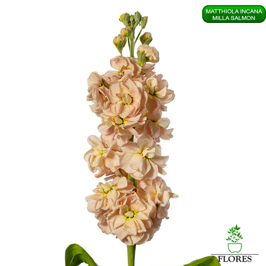 lefkojas,lefkojas vāzē,lefkojas audzēšana,lefkojas sēklas,lefkojas sēj,lefkojas cena,vasaras lefkoja,parastā lefkoja,kā saglabāt lefkojas,kā sēt lefkojas, matiolas,matiolas ziedi,matthiola incana,matthiola seeds,matthiola flower,Matthiola incana Anytime,Matthiola incana Centum,Matthiola incana Iron, kur pirkt lefkojas,lefkojas cena,lefkojas sēklas cena,matiolas sēklas kur pirkt, matiolas sēklas cena, milla salmon