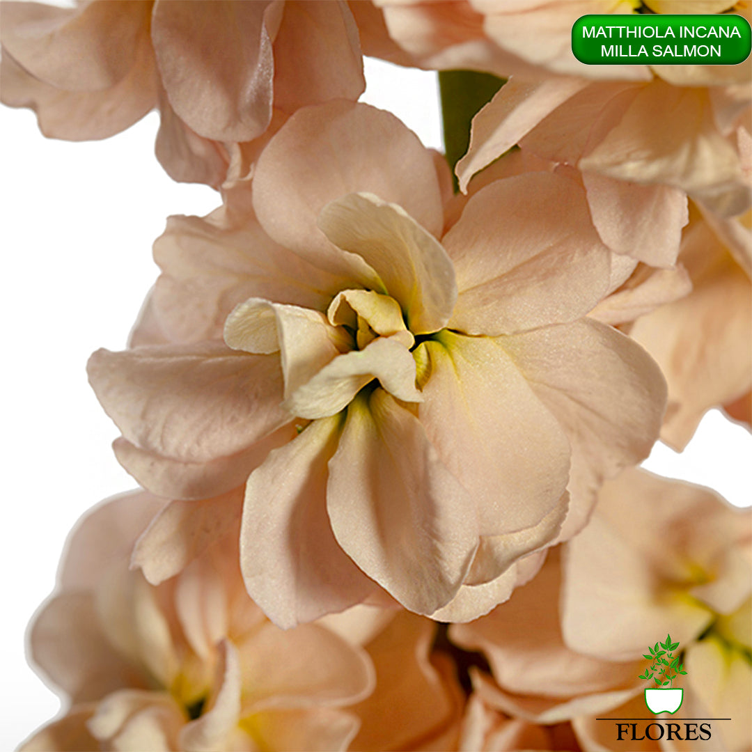 lefkojas,lefkojas vāzē,lefkojas audzēšana,lefkojas sēklas,lefkojas sēj,lefkojas cena,vasaras lefkoja,parastā lefkoja,kā saglabāt lefkojas,kā sēt lefkojas, matiolas,matiolas ziedi,matthiola incana,matthiola seeds,matthiola flower,Matthiola incana Anytime,Matthiola incana Centum,Matthiola incana Iron, kur pirkt lefkojas,lefkojas cena,lefkojas sēklas cena,matiolas sēklas kur pirkt, matiolas sēklas cena, milla salmon