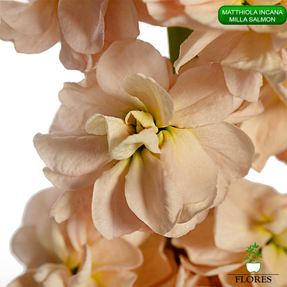 lefkojas,lefkojas vāzē,lefkojas audzēšana,lefkojas sēklas,lefkojas sēj,lefkojas cena,vasaras lefkoja,parastā lefkoja,kā saglabāt lefkojas,kā sēt lefkojas, matiolas,matiolas ziedi,matthiola incana,matthiola seeds,matthiola flower,Matthiola incana Anytime,Matthiola incana Centum,Matthiola incana Iron, kur pirkt lefkojas,lefkojas cena,lefkojas sēklas cena,matiolas sēklas kur pirkt, matiolas sēklas cena, milla salmon