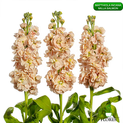 lefkojas,lefkojas vāzē,lefkojas audzēšana,lefkojas sēklas,lefkojas sēj,lefkojas cena,vasaras lefkoja,parastā lefkoja,kā saglabāt lefkojas,kā sēt lefkojas, matiolas,matiolas ziedi,matthiola incana,matthiola seeds,matthiola flower,Matthiola incana Anytime,Matthiola incana Centum,Matthiola incana Iron, kur pirkt lefkojas,lefkojas cena,lefkojas sēklas cena,matiolas sēklas kur pirkt, matiolas sēklas cena, milla salmon