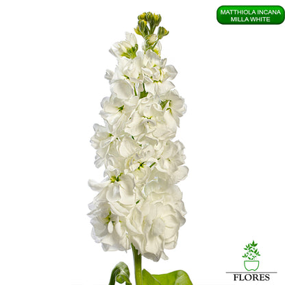 lefkojas,lefkojas vāzē,lefkojas audzēšana,lefkojas sēklas,lefkojas sēj,lefkojas cena,vasaras lefkoja,parastā lefkoja,kā saglabāt lefkojas,kā sēt lefkojas, matiolas,matiolas ziedi,matthiola incana,matthiola seeds,matthiola flower,Matthiola incana Anytime,Matthiola incana Centum,Matthiola incana Iron, kur pirkt lefkojas,lefkojas cena,lefkojas sēklas cena,matiolas sēklas kur pirkt, matiolas sēklas cena, milla white