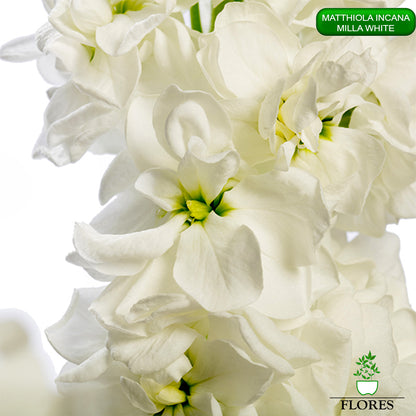 lefkojas,lefkojas vāzē,lefkojas audzēšana,lefkojas sēklas,lefkojas sēj,lefkojas cena,vasaras lefkoja,parastā lefkoja,kā saglabāt lefkojas,kā sēt lefkojas, matiolas,matiolas ziedi,matthiola incana,matthiola seeds,matthiola flower,Matthiola incana Anytime,Matthiola incana Centum,Matthiola incana Iron, kur pirkt lefkojas,lefkojas cena,lefkojas sēklas cena,matiolas sēklas kur pirkt, matiolas sēklas cena, milla white