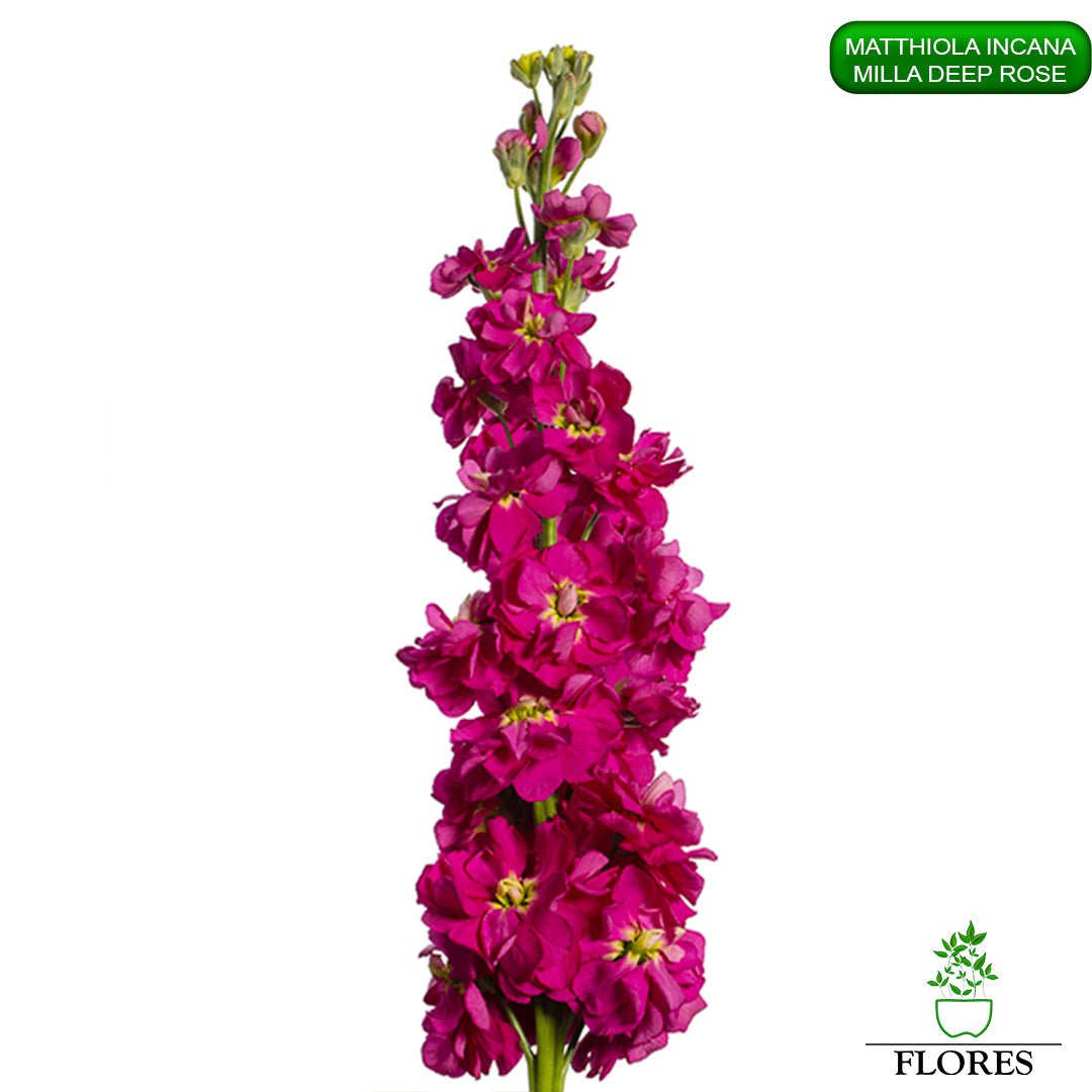 lefkojas,lefkojas vāzē,lefkojas audzēšana,lefkojas sēklas,lefkojas sēj,lefkojas cena,vasaras lefkoja,parastā lefkoja,kā saglabāt lefkojas,kā sēt lefkojas, matiolas,matiolas ziedi,matthiola incana,matthiola seeds,matthiola flower,Matthiola incana Anytime,Matthiola incana Centum,Matthiola incana Iron, kur pirkt lefkojas,lefkojas cena,lefkojas sēklas cena,matiolas sēklas kur pirkt, matiolas sēklas cena, milla deep rose