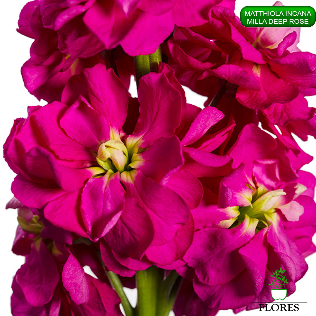 lefkojas,lefkojas vāzē,lefkojas audzēšana,lefkojas sēklas,lefkojas sēj,lefkojas cena,vasaras lefkoja,parastā lefkoja,kā saglabāt lefkojas,kā sēt lefkojas, matiolas,matiolas ziedi,matthiola incana,matthiola seeds,matthiola flower,Matthiola incana Anytime,Matthiola incana Centum,Matthiola incana Iron, kur pirkt lefkojas,lefkojas cena,lefkojas sēklas cena,matiolas sēklas kur pirkt, matiolas sēklas cena, milla deep rose