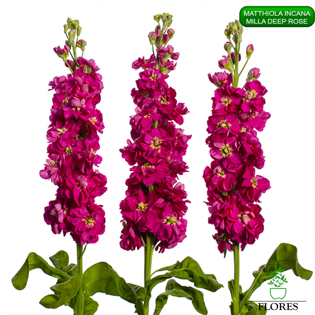 lefkojas,lefkojas vāzē,lefkojas audzēšana,lefkojas sēklas,lefkojas sēj,lefkojas cena,vasaras lefkoja,parastā lefkoja,kā saglabāt lefkojas,kā sēt lefkojas, matiolas,matiolas ziedi,matthiola incana,matthiola seeds,matthiola flower,Matthiola incana Anytime,Matthiola incana Centum,Matthiola incana Iron, kur pirkt lefkojas,lefkojas cena,lefkojas sēklas cena,matiolas sēklas kur pirkt, matiolas sēklas cena, milla deep rose