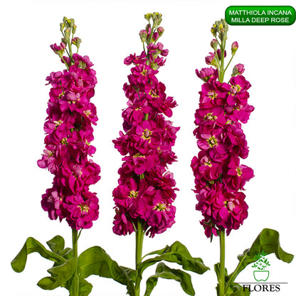 lefkojas,lefkojas vāzē,lefkojas audzēšana,lefkojas sēklas,lefkojas sēj,lefkojas cena,vasaras lefkoja,parastā lefkoja,kā saglabāt lefkojas,kā sēt lefkojas, matiolas,matiolas ziedi,matthiola incana,matthiola seeds,matthiola flower,Matthiola incana Anytime,Matthiola incana Centum,Matthiola incana Iron, kur pirkt lefkojas,lefkojas cena,lefkojas sēklas cena,matiolas sēklas kur pirkt, matiolas sēklas cena, milla deep rose