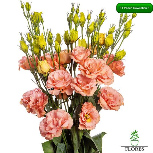 F1 Peach Revelation 3 lizantes sēklas,kur nopirkt lizantes sēklas,lizantes audzēšana,lizantes cena,lizantes stādi,lizantes vāzē,lizantes,eustomas sēklas, lizanšu sēklas, lizantes rīga,lizantes kandava,lizantes ventspils,lizantes liepāja,lizantes talsi,lizantes tukums,lizantes pūre, lizantes saldus,lizantes jelgava,lizantes jēkabpils,lizantes latvijā,lizantes sēklas latvijā,lizantu sēklas, lizanšu sēklas rīgā, lizanšu sēklas kandava,lizanšu sēklas tukums