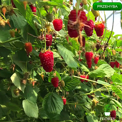 Prezehyba aveņu stādi,aveņu stādi vidzemē,aveņu stādi cena,aveņu stādi kur pirkt,aveņu stādi internetā,aveņu stādi pūrē,aveņu stādi ss.lv, aveņu stādi polka,aveņu stādīšanas attālumi,aveņu stādi pirkt,vasaras aveņu stādi,aveņu stādu iegāde,aveņu kazeņu stādi, aveņu stādīšanas laiks,rudens aveņu stādīšanas laiks,rudens aveņu stādi,aveņu stādi ss,aveņu stādu tirdzniecība, aveņu stādi rīga,aveņu stādi jelgava,aveņu stādi ventspils,aveņu stādi liepāja,aveņu stādi valmiera,aveņu stādi daugavpils, aveņu stādi