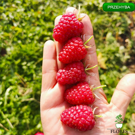 Prezehyba aveņu stādi,aveņu stādi vidzemē,aveņu stādi cena,aveņu stādi kur pirkt,aveņu stādi internetā,aveņu stādi pūrē,aveņu stādi ss.lv, aveņu stādi polka,aveņu stādīšanas attālumi,aveņu stādi pirkt,vasaras aveņu stādi,aveņu stādu iegāde,aveņu kazeņu stādi, aveņu stādīšanas laiks,rudens aveņu stādīšanas laiks,rudens aveņu stādi,aveņu stādi ss,aveņu stādu tirdzniecība, aveņu stādi rīga,aveņu stādi jelgava,aveņu stādi ventspils,aveņu stādi liepāja,aveņu stādi valmiera,aveņu stādi daugavpils, aveņu stādi