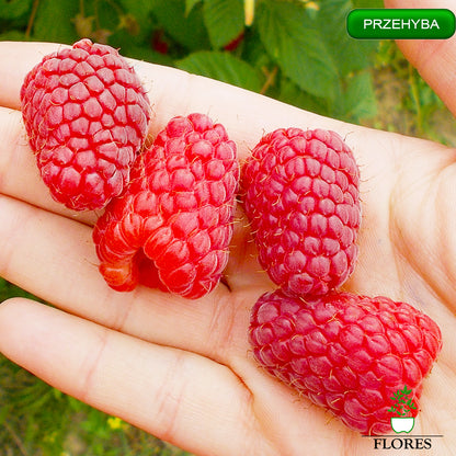 Prezehyba aveņu stādi,aveņu stādi vidzemē,aveņu stādi cena,aveņu stādi kur pirkt,aveņu stādi internetā,aveņu stādi pūrē,aveņu stādi ss.lv, aveņu stādi polka,aveņu stādīšanas attālumi,aveņu stādi pirkt,vasaras aveņu stādi,aveņu stādu iegāde,aveņu kazeņu stādi, aveņu stādīšanas laiks,rudens aveņu stādīšanas laiks,rudens aveņu stādi,aveņu stādi ss,aveņu stādu tirdzniecība, aveņu stādi rīga,aveņu stādi jelgava,aveņu stādi ventspils,aveņu stādi liepāja,aveņu stādi valmiera,aveņu stādi daugavpils, aveņu stādi