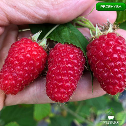 Prezehyba aveņu stādi,aveņu stādi vidzemē,aveņu stādi cena,aveņu stādi kur pirkt,aveņu stādi internetā,aveņu stādi pūrē,aveņu stādi ss.lv, aveņu stādi polka,aveņu stādīšanas attālumi,aveņu stādi pirkt,vasaras aveņu stādi,aveņu stādu iegāde,aveņu kazeņu stādi, aveņu stādīšanas laiks,rudens aveņu stādīšanas laiks,rudens aveņu stādi,aveņu stādi ss,aveņu stādu tirdzniecība, aveņu stādi rīga,aveņu stādi jelgava,aveņu stādi ventspils,aveņu stādi liepāja,aveņu stādi valmiera,aveņu stādi daugavpils, aveņu stādi