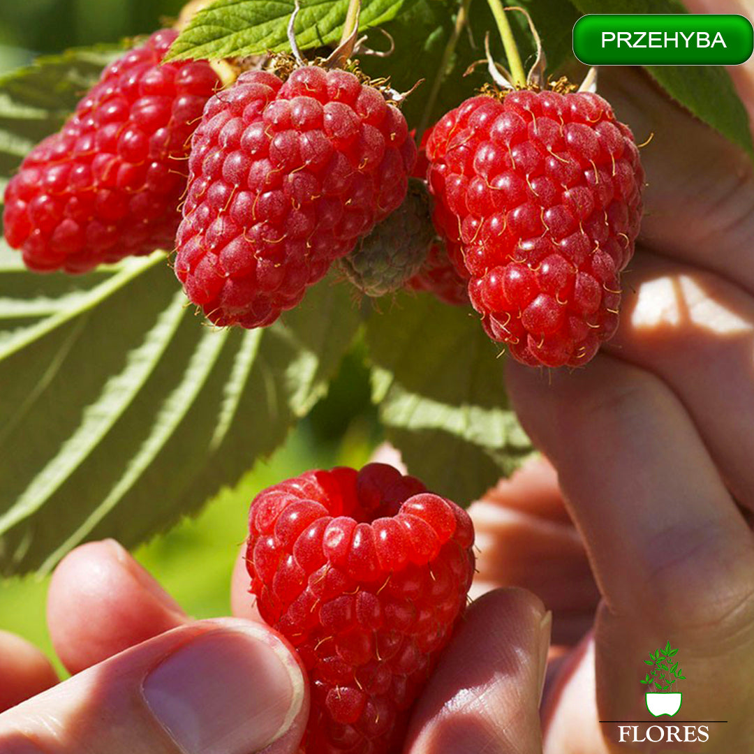 Prezehyba aveņu stādi,aveņu stādi vidzemē,aveņu stādi cena,aveņu stādi kur pirkt,aveņu stādi internetā,aveņu stādi pūrē,aveņu stādi ss.lv, aveņu stādi polka,aveņu stādīšanas attālumi,aveņu stādi pirkt,vasaras aveņu stādi,aveņu stādu iegāde,aveņu kazeņu stādi, aveņu stādīšanas laiks,rudens aveņu stādīšanas laiks,rudens aveņu stādi,aveņu stādi ss,aveņu stādu tirdzniecība, aveņu stādi rīga,aveņu stādi jelgava,aveņu stādi ventspils,aveņu stādi liepāja,aveņu stādi valmiera,aveņu stādi daugavpils, aveņu stādi