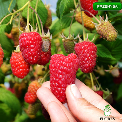 Prezehyba aveņu stādi,aveņu stādi vidzemē,aveņu stādi cena,aveņu stādi kur pirkt,aveņu stādi internetā,aveņu stādi pūrē,aveņu stādi ss.lv, aveņu stādi polka,aveņu stādīšanas attālumi,aveņu stādi pirkt,vasaras aveņu stādi,aveņu stādu iegāde,aveņu kazeņu stādi, aveņu stādīšanas laiks,rudens aveņu stādīšanas laiks,rudens aveņu stādi,aveņu stādi ss,aveņu stādu tirdzniecība, aveņu stādi rīga,aveņu stādi jelgava,aveņu stādi ventspils,aveņu stādi liepāja,aveņu stādi valmiera,aveņu stādi daugavpils, aveņu stādi