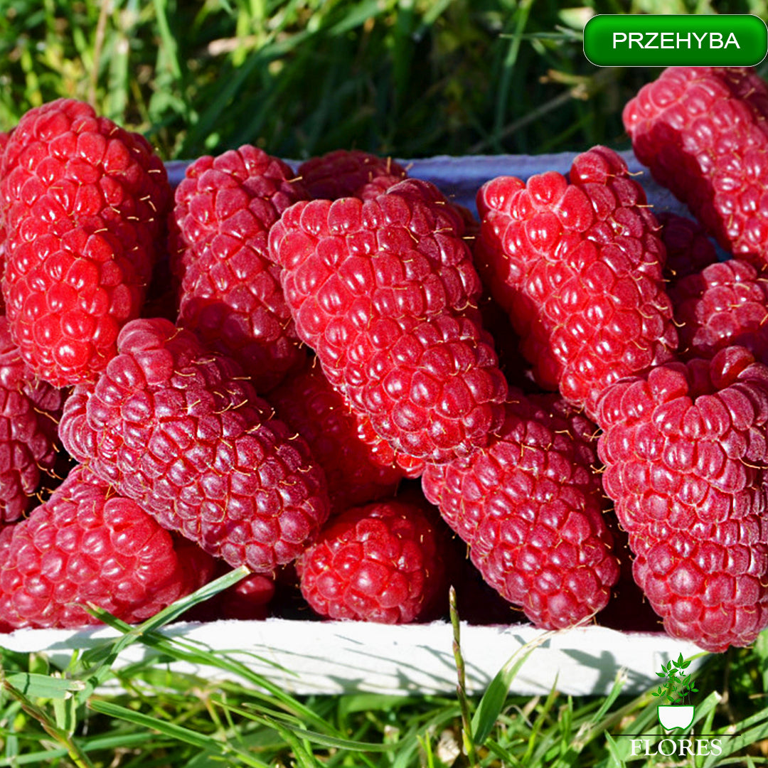 Prezehyba aveņu stādi,aveņu stādi vidzemē,aveņu stādi cena,aveņu stādi kur pirkt,aveņu stādi internetā,aveņu stādi pūrē,aveņu stādi ss.lv, aveņu stādi polka,aveņu stādīšanas attālumi,aveņu stādi pirkt,vasaras aveņu stādi,aveņu stādu iegāde,aveņu kazeņu stādi, aveņu stādīšanas laiks,rudens aveņu stādīšanas laiks,rudens aveņu stādi,aveņu stādi ss,aveņu stādu tirdzniecība, aveņu stādi rīga,aveņu stādi jelgava,aveņu stādi ventspils,aveņu stādi liepāja,aveņu stādi valmiera,aveņu stādi daugavpils, aveņu stādi