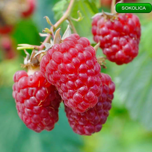 Sokolica aveņu stādi,aveņu stādi vidzemē,aveņu stādi cena,aveņu stādi kur pirkt,aveņu stādi internetā,aveņu stādi pūrē,aveņu stādi ss.lv, aveņu stādi polka,aveņu stādīšanas attālumi,aveņu stādi pirkt,vasaras aveņu stādi,aveņu stādu iegāde,aveņu kazeņu stādi, aveņu stādīšanas laiks,rudens aveņu stādīšanas laiks,rudens aveņu stādi,aveņu stādi ss,aveņu stādu tirdzniecība, aveņu stādi rīga,aveņu stādi jelgava,aveņu stādi ventspils,aveņu stādi liepāja,aveņu stādi valmiera,aveņu stādi daugavpils, aveņu stādi