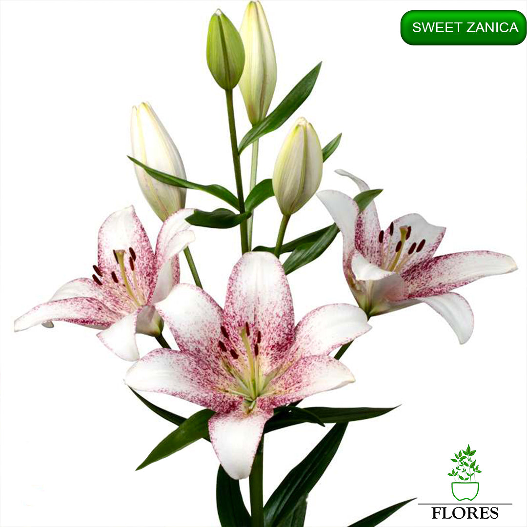 Sweet Zanica lilija,āzijas lilijas latvijā,Baruta liliju sīpoli,pērc liliju sīpolus, liliju sīpoli cena,liliju sīpoli rīga,cik maksā liliju sīpoli,liliju sīpoli internetā, liliju sīpolu stādīšana,liliju sipoli,liliju sīpoli pirkt,liliju sīpoli cenas,kur nopirkt liliju sīpolus, liliju sīpoli kur pirkt,liliju sīpoli kandava,liliju sīpoli tukums,liliju sīpoli talsi,liliju sīpoli pūre, liliju sīpoli kuldīga,liliju sīpoli ventspils,liliju sīpoli jelgava,liliju sīpoli saldus,liliju sīpoli liepāja