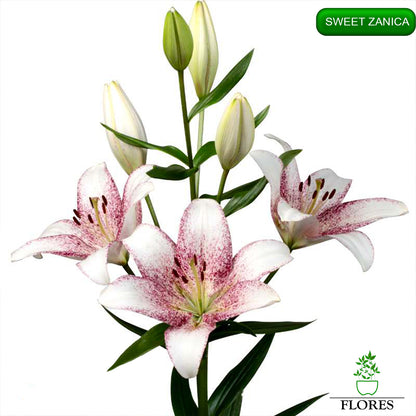 Sweet Zanica lilija,āzijas lilijas latvijā,Baruta liliju sīpoli,pērc liliju sīpolus, liliju sīpoli cena,liliju sīpoli rīga,cik maksā liliju sīpoli,liliju sīpoli internetā, liliju sīpolu stādīšana,liliju sipoli,liliju sīpoli pirkt,liliju sīpoli cenas,kur nopirkt liliju sīpolus, liliju sīpoli kur pirkt,liliju sīpoli kandava,liliju sīpoli tukums,liliju sīpoli talsi,liliju sīpoli pūre, liliju sīpoli kuldīga,liliju sīpoli ventspils,liliju sīpoli jelgava,liliju sīpoli saldus,liliju sīpoli liepāja