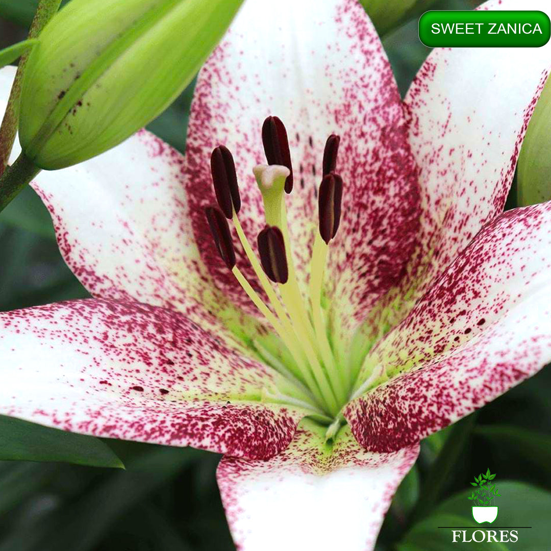 Sweet Zanica lilija,āzijas lilijas latvijā,Baruta liliju sīpoli,pērc liliju sīpolus, liliju sīpoli cena,liliju sīpoli rīga,cik maksā liliju sīpoli,liliju sīpoli internetā, liliju sīpolu stādīšana,liliju sipoli,liliju sīpoli pirkt,liliju sīpoli cenas,kur nopirkt liliju sīpolus, liliju sīpoli kur pirkt,liliju sīpoli kandava,liliju sīpoli tukums,liliju sīpoli talsi,liliju sīpoli pūre, liliju sīpoli kuldīga,liliju sīpoli ventspils,liliju sīpoli jelgava,liliju sīpoli saldus,liliju sīpoli liepāja