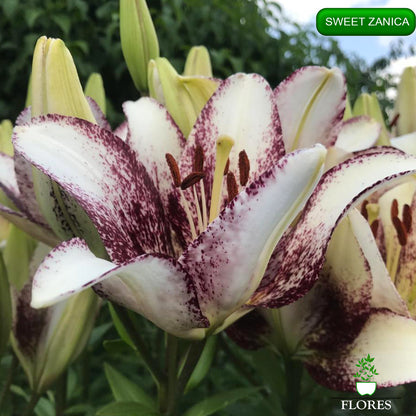 Sweet Zanica lilija,āzijas lilijas latvijā,Baruta liliju sīpoli,pērc liliju sīpolus, liliju sīpoli cena,liliju sīpoli rīga,cik maksā liliju sīpoli,liliju sīpoli internetā, liliju sīpolu stādīšana,liliju sipoli,liliju sīpoli pirkt,liliju sīpoli cenas,kur nopirkt liliju sīpolus, liliju sīpoli kur pirkt,liliju sīpoli kandava,liliju sīpoli tukums,liliju sīpoli talsi,liliju sīpoli pūre, liliju sīpoli kuldīga,liliju sīpoli ventspils,liliju sīpoli jelgava,liliju sīpoli saldus,liliju sīpoli liepāja