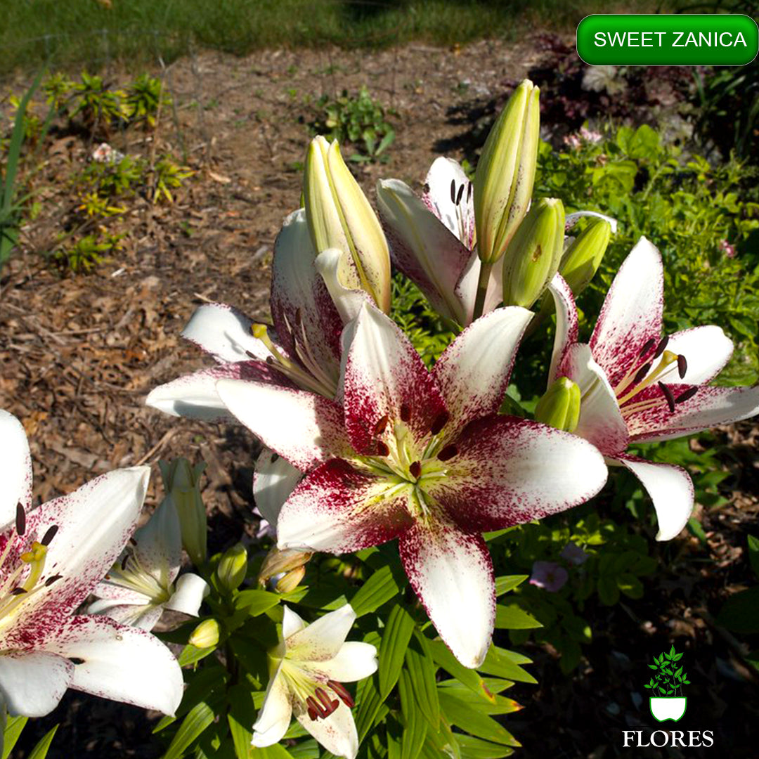 Sweet Zanica lilija,āzijas lilijas latvijā,Baruta liliju sīpoli,pērc liliju sīpolus, liliju sīpoli cena,liliju sīpoli rīga,cik maksā liliju sīpoli,liliju sīpoli internetā, liliju sīpolu stādīšana,liliju sipoli,liliju sīpoli pirkt,liliju sīpoli cenas,kur nopirkt liliju sīpolus, liliju sīpoli kur pirkt,liliju sīpoli kandava,liliju sīpoli tukums,liliju sīpoli talsi,liliju sīpoli pūre, liliju sīpoli kuldīga,liliju sīpoli ventspils,liliju sīpoli jelgava,liliju sīpoli saldus,liliju sīpoli liepāja