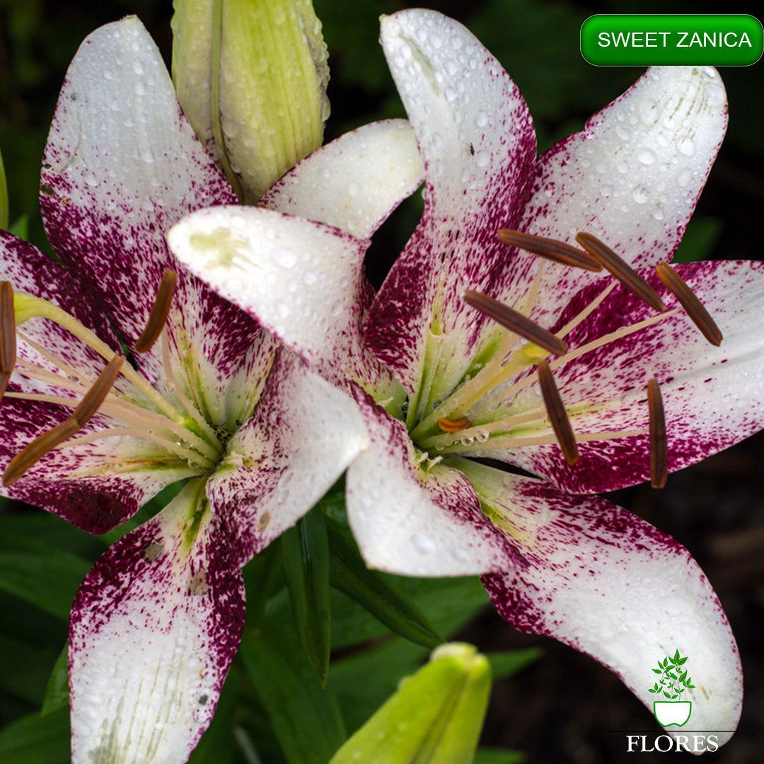 Sweet Zanica lilija,āzijas lilijas latvijā,Baruta liliju sīpoli,pērc liliju sīpolus, liliju sīpoli cena,liliju sīpoli rīga,cik maksā liliju sīpoli,liliju sīpoli internetā, liliju sīpolu stādīšana,liliju sipoli,liliju sīpoli pirkt,liliju sīpoli cenas,kur nopirkt liliju sīpolus, liliju sīpoli kur pirkt,liliju sīpoli kandava,liliju sīpoli tukums,liliju sīpoli talsi,liliju sīpoli pūre, liliju sīpoli kuldīga,liliju sīpoli ventspils,liliju sīpoli jelgava,liliju sīpoli saldus,liliju sīpoli liepāja