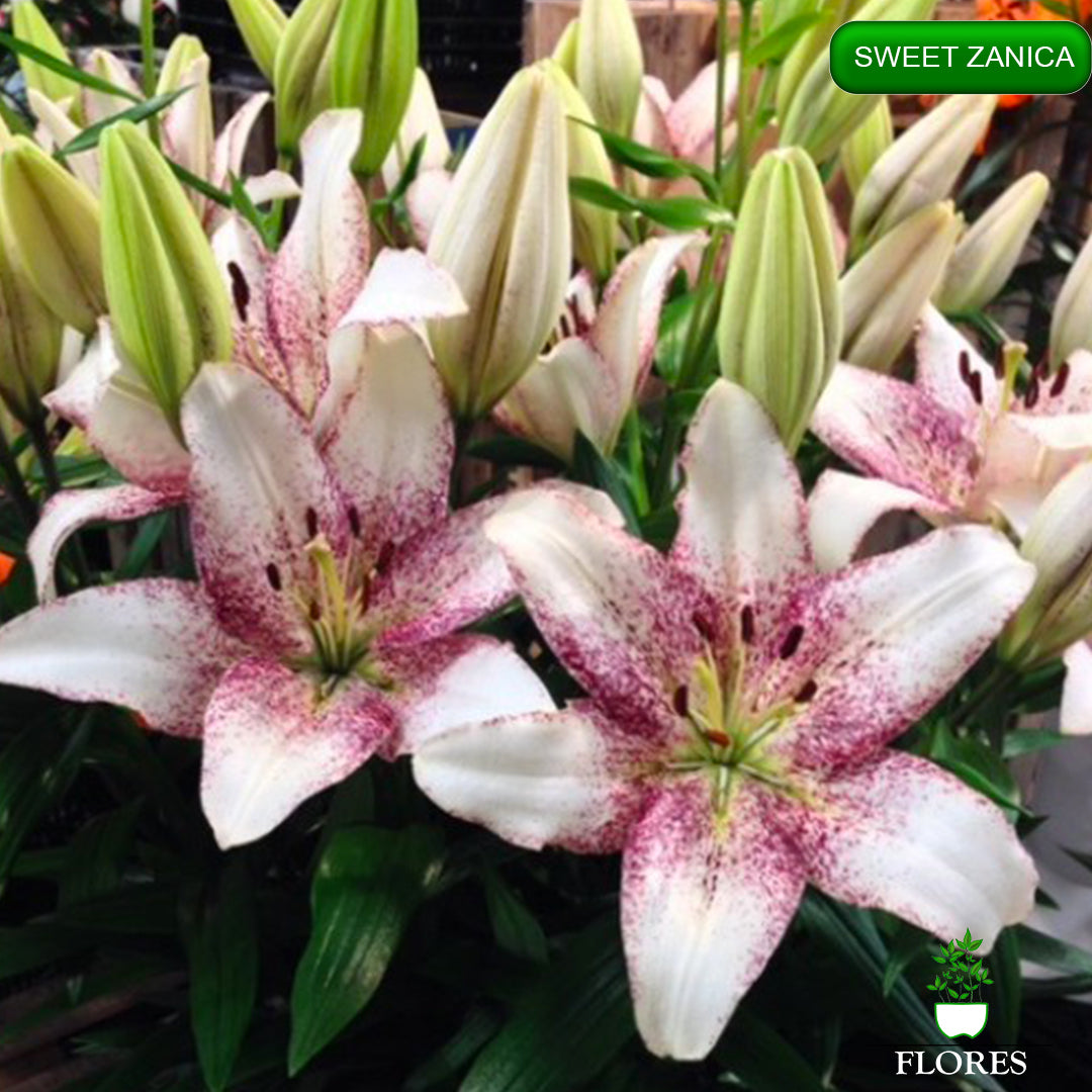 Sweet Zanica lilija,āzijas lilijas latvijā,Baruta liliju sīpoli,pērc liliju sīpolus, liliju sīpoli cena,liliju sīpoli rīga,cik maksā liliju sīpoli,liliju sīpoli internetā, liliju sīpolu stādīšana,liliju sipoli,liliju sīpoli pirkt,liliju sīpoli cenas,kur nopirkt liliju sīpolus, liliju sīpoli kur pirkt,liliju sīpoli kandava,liliju sīpoli tukums,liliju sīpoli talsi,liliju sīpoli pūre, liliju sīpoli kuldīga,liliju sīpoli ventspils,liliju sīpoli jelgava,liliju sīpoli saldus,liliju sīpoli liepāja