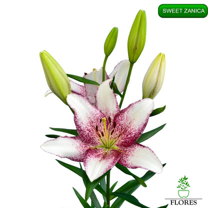 Sweet Zanica lilija,āzijas lilijas latvijā,Baruta liliju sīpoli,pērc liliju sīpolus, liliju sīpoli cena,liliju sīpoli rīga,cik maksā liliju sīpoli,liliju sīpoli internetā, liliju sīpolu stādīšana,liliju sipoli,liliju sīpoli pirkt,liliju sīpoli cenas,kur nopirkt liliju sīpolus, liliju sīpoli kur pirkt,liliju sīpoli kandava,liliju sīpoli tukums,liliju sīpoli talsi,liliju sīpoli pūre, liliju sīpoli kuldīga,liliju sīpoli ventspils,liliju sīpoli jelgava,liliju sīpoli saldus,liliju sīpoli liepāja