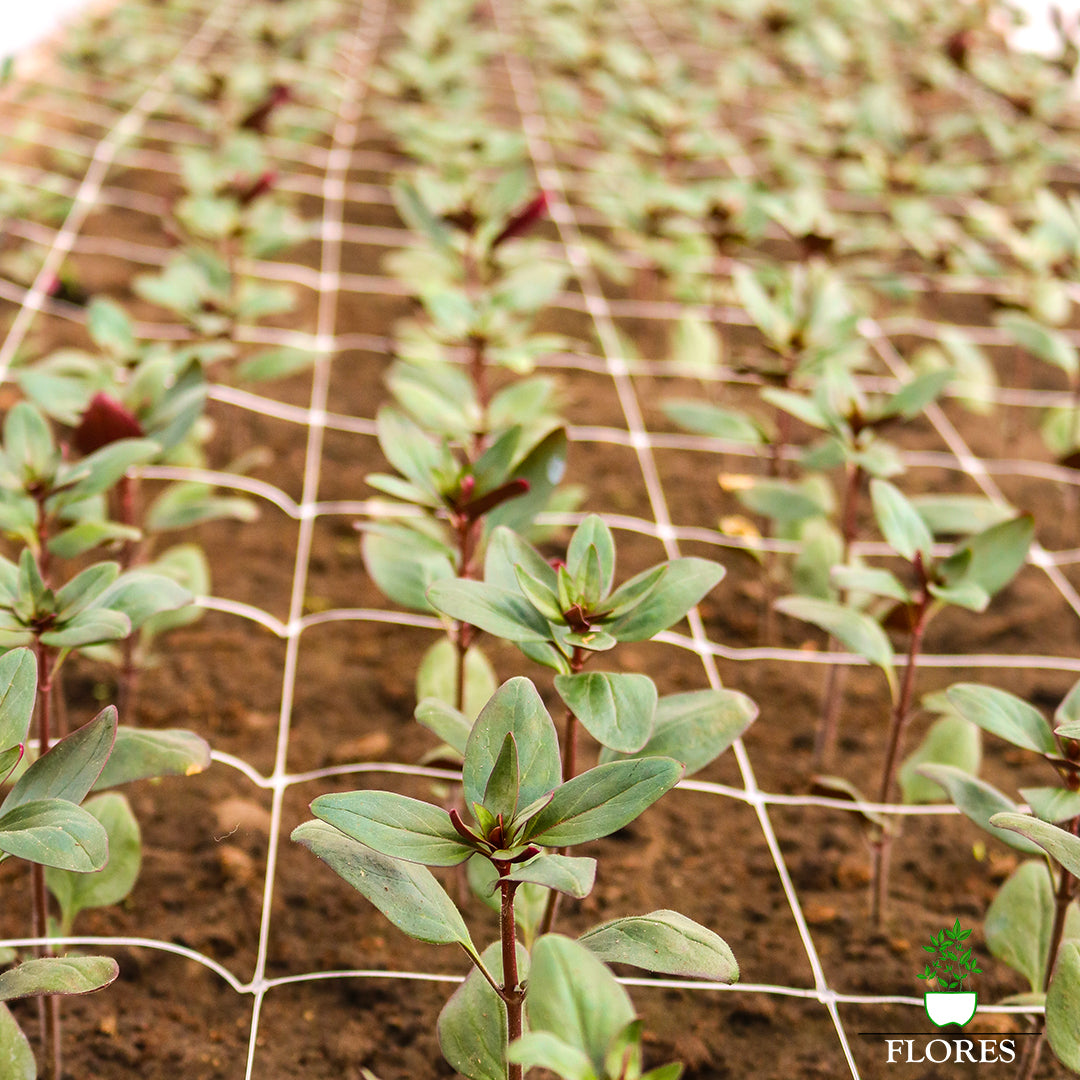 Ipaši izturīgs ziedu/augu atbalsta Tīkls - 12,5 x 12,5 x 100cm