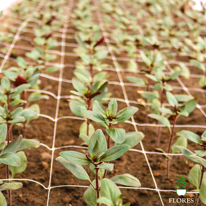 Ipaši izturīgs ziedu/augu atbalsta Tīkls - 12,5 x 12,5 x 100cm